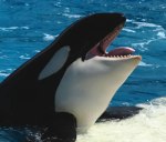Killer_Whale