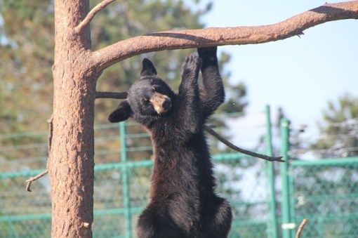 Highly paid bear models will starve themselves to stunt their growth and maintain a desirable figure.